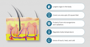 Human Anatomy Skin 2