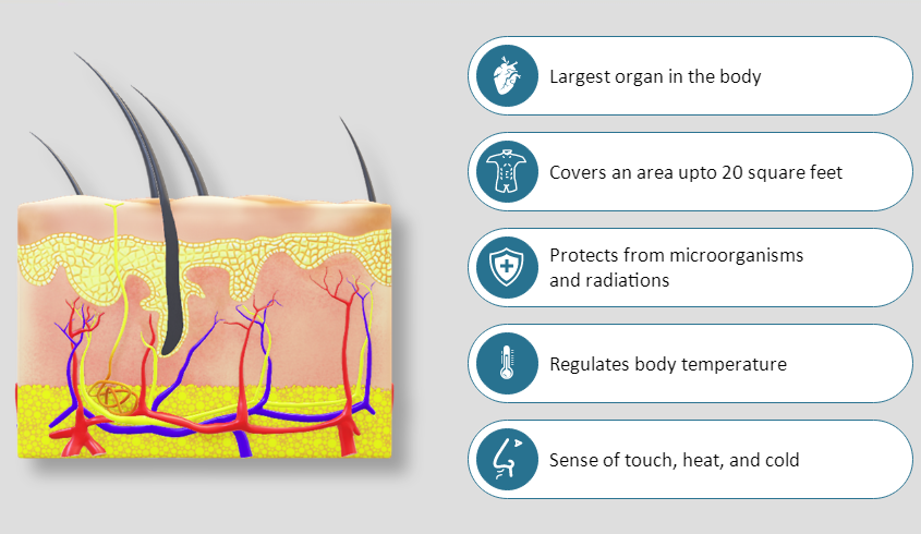 Human Anatomy Skin 2