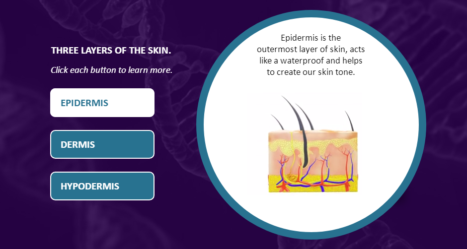 Human Anatomy Skin 3