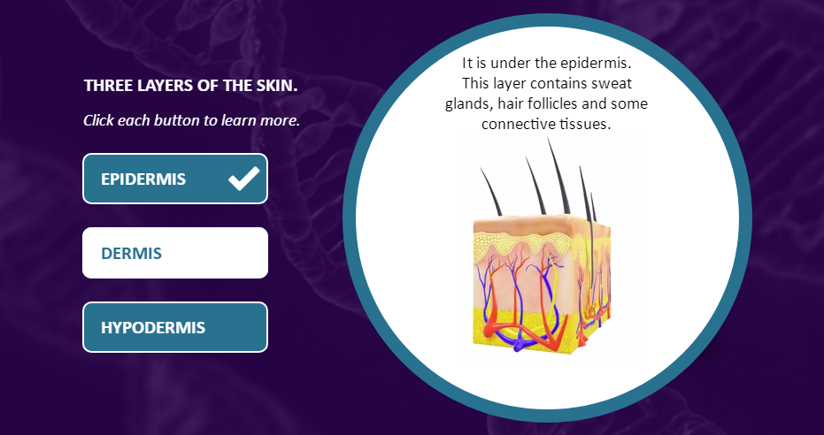 Human Anatomy Skin 4